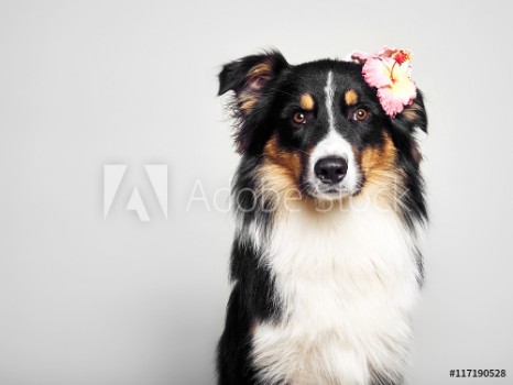 Bild på lustiger Hund mit Blume
